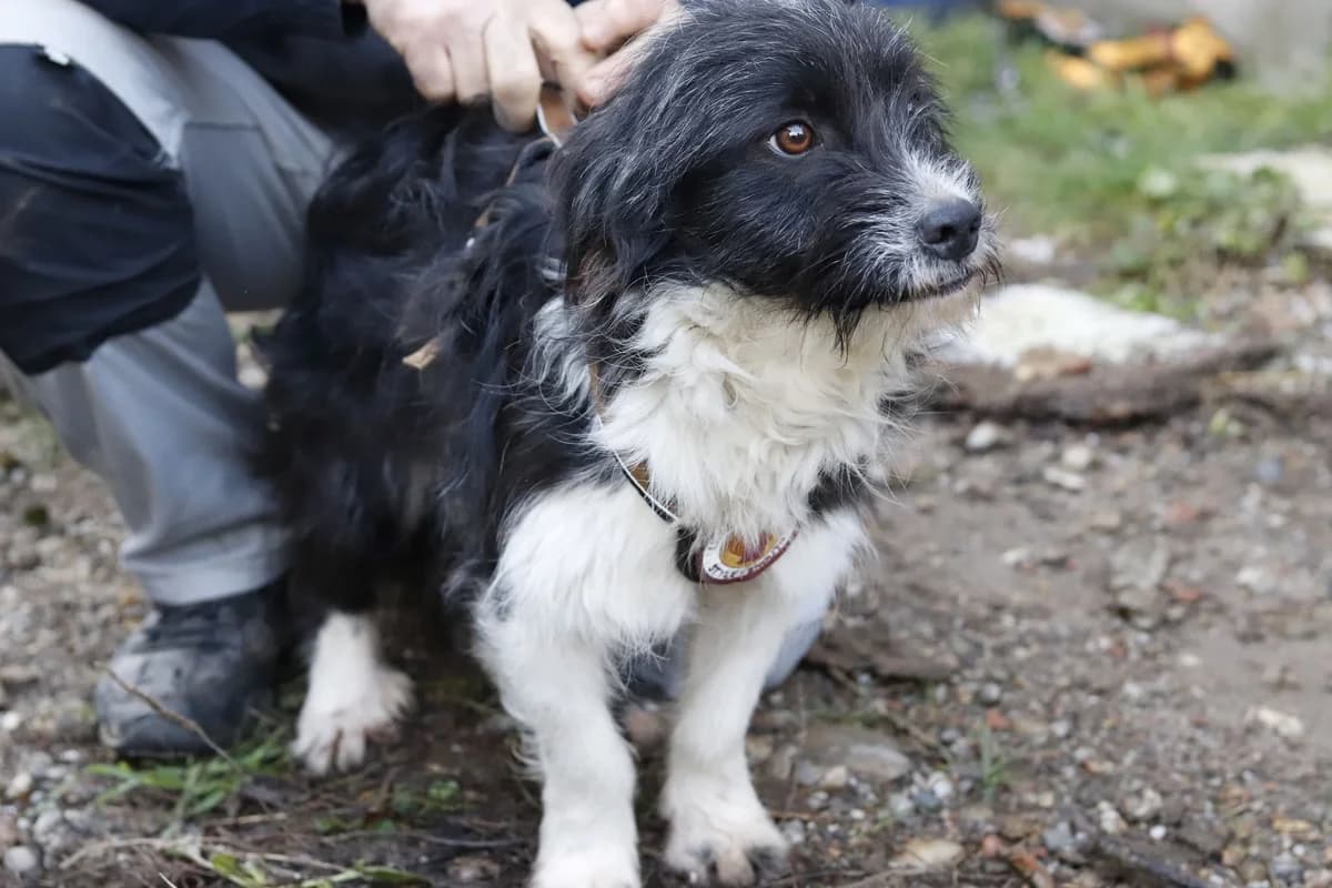 Samy, Mixed Breed for adoption at Ein Herz für Streuner e.V., München