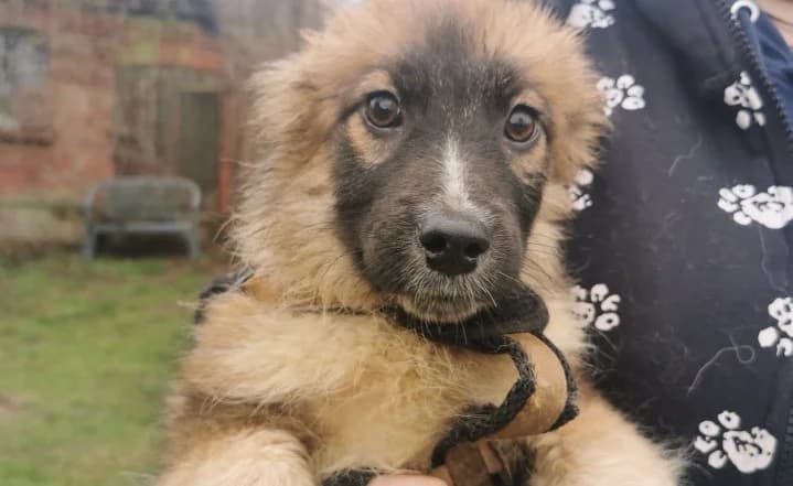 Sancho, braun male puppy Mixed Breed for adoption at Ein Herz für Streuner e.V., München