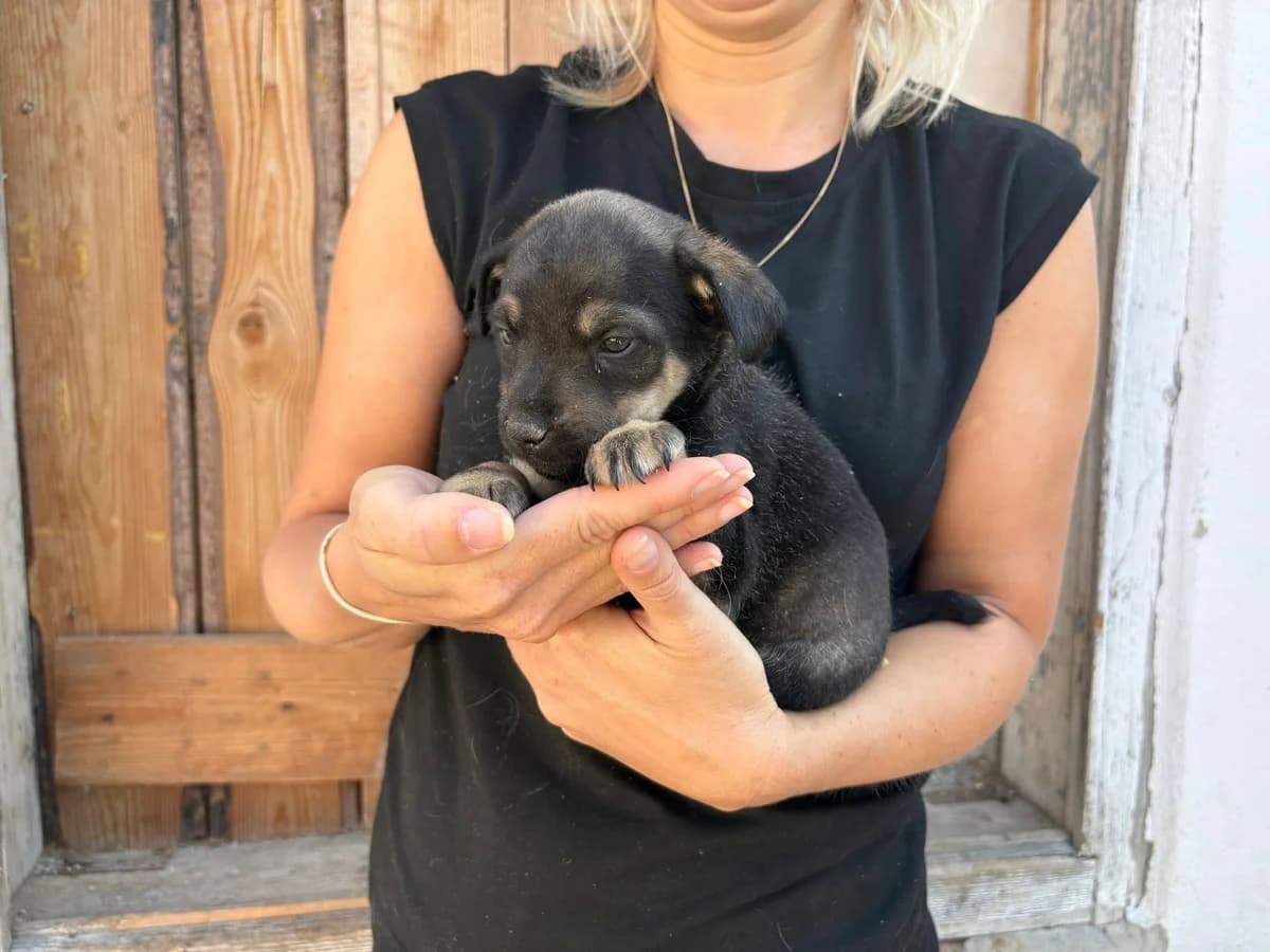 Sancho, schwarz male puppy Mixed Breed for adoption at Ein Herz für Streuner e.V., München