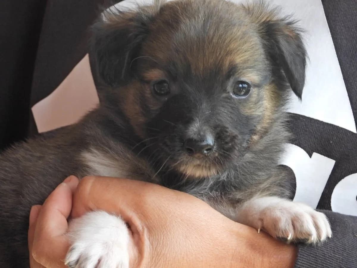 Sancho, male puppy Mixed Breed for adoption at Ein Herz für Streuner e.V., München