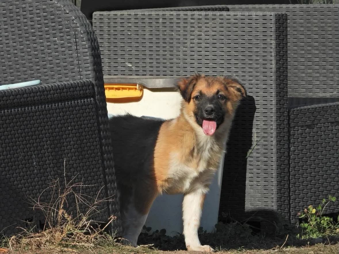 Sancho, male puppy Mixed Breed for adoption at Ein Herz für Streuner e.V., München