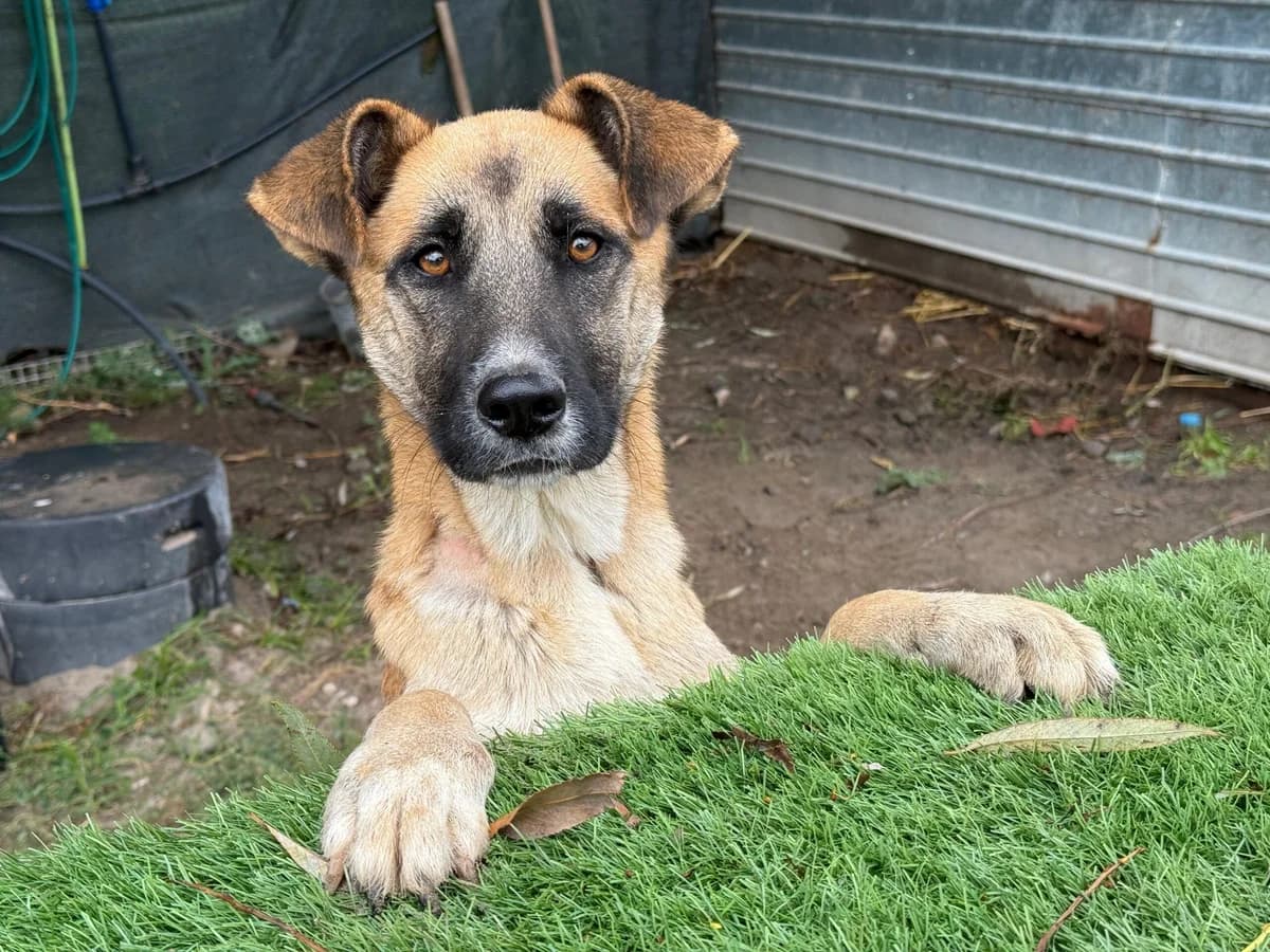 Sandra, female young Mixed Breed for adoption at Ein Herz für Streuner e.V., München