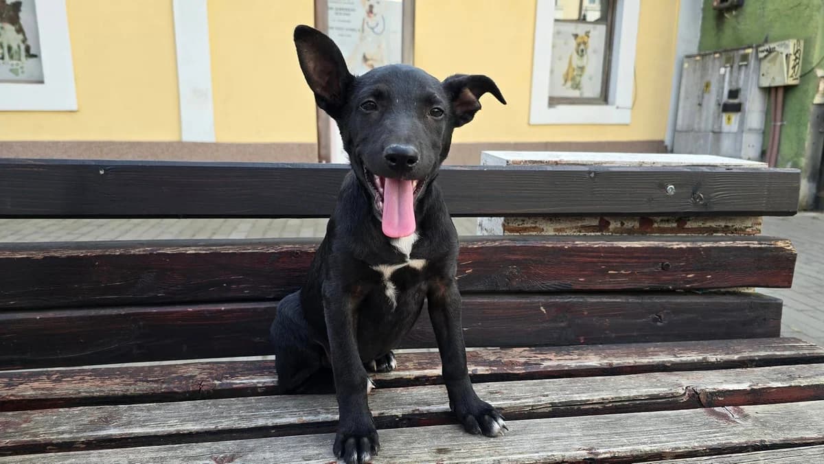 Sandra, Mixed Breed for adoption at Ein Herz für Streuner e.V., München