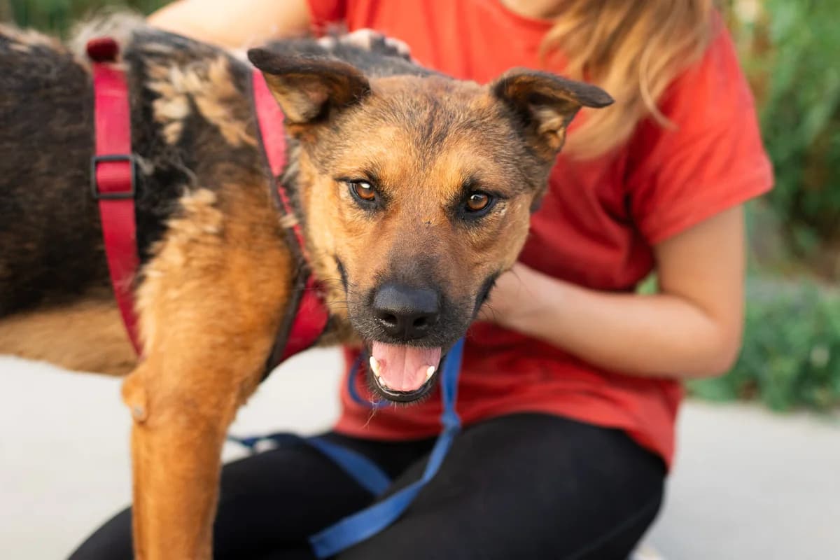 Sandro, schwarz male 5yo Mixed Breed for adoption at Ein Herz für Streuner e.V., München