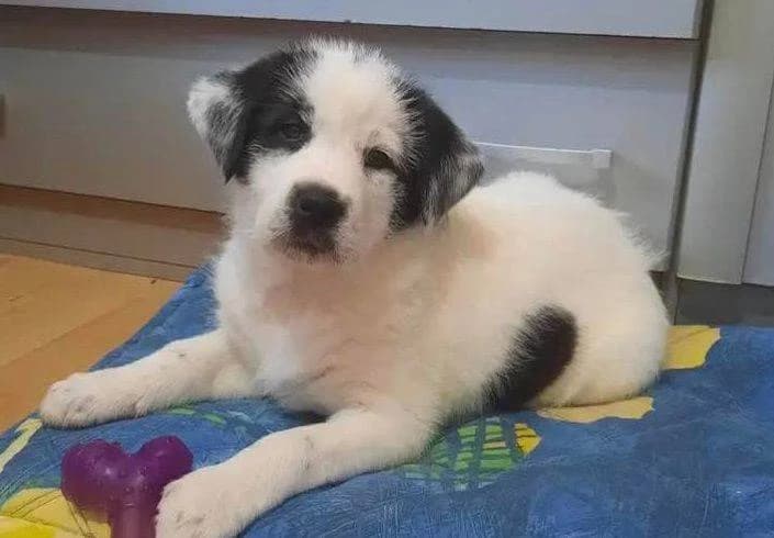 Sandy, puppy Mixed Breed for adoption at Ein Herz für Streuner e.V., München