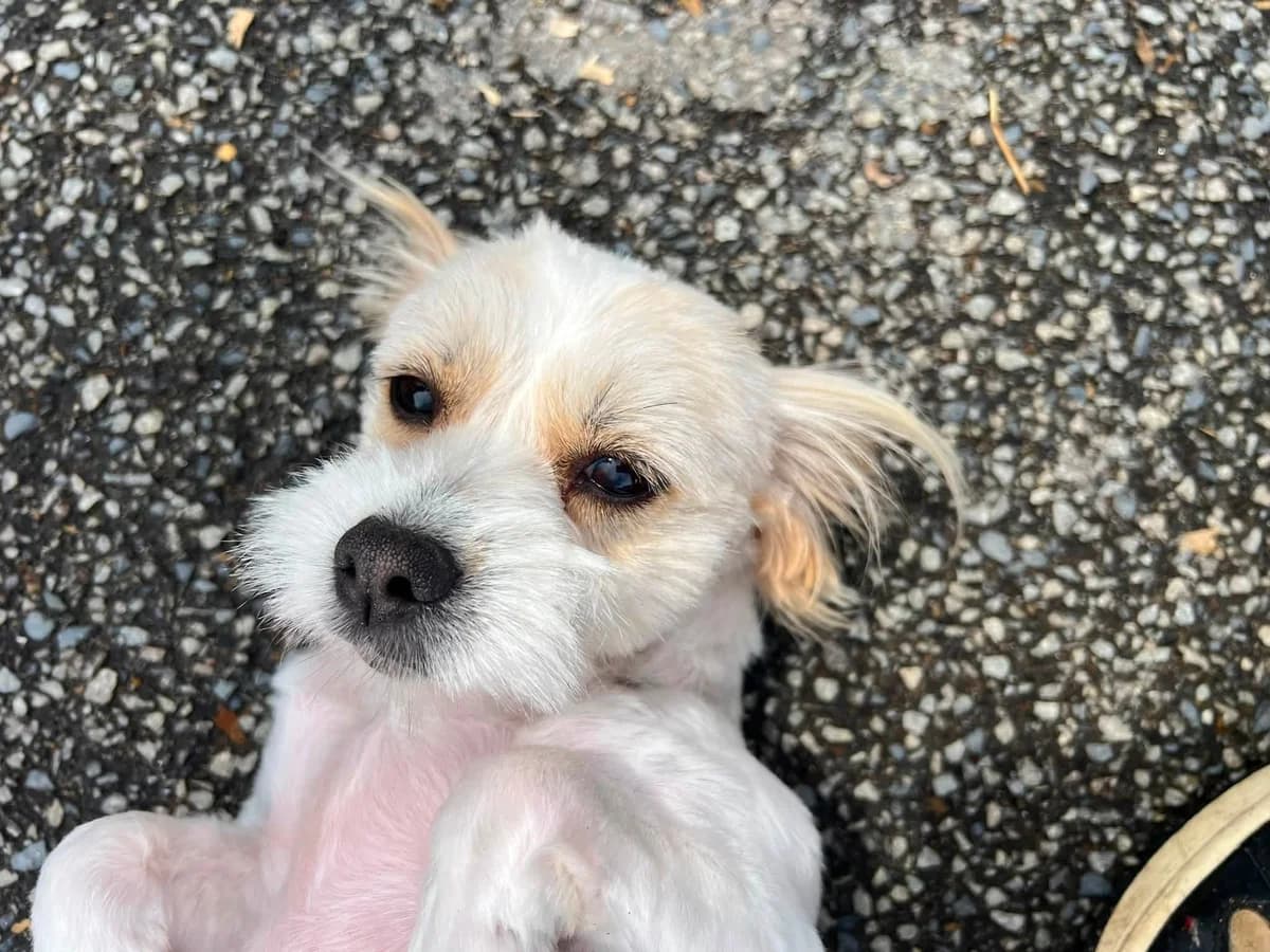 Sandy, female 3yo Mixed Breed for adoption at Ein Herz für Streuner e.V., München