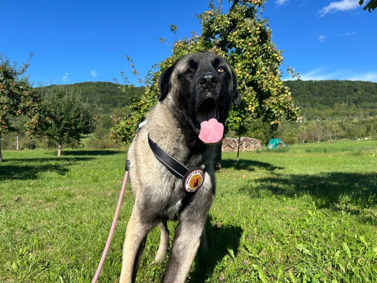 Sanga, male 5yo Mixed Breed for adoption at Ein Herz für Streuner e.V., München