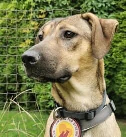Sanja, female young Mixed Breed for adoption at Ein Herz für Streuner e.V., München