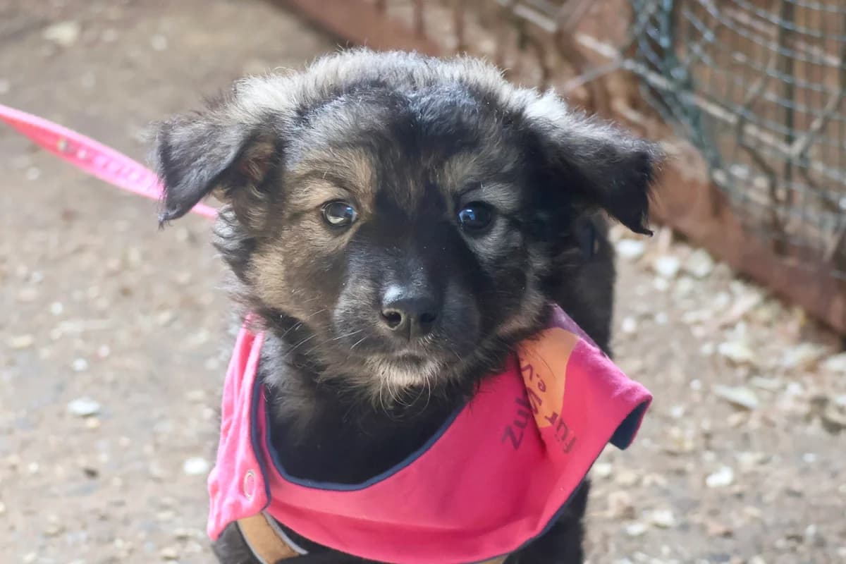 Sanjati, female puppy Mixed Breed for adoption at Ein Herz für Streuner e.V., München