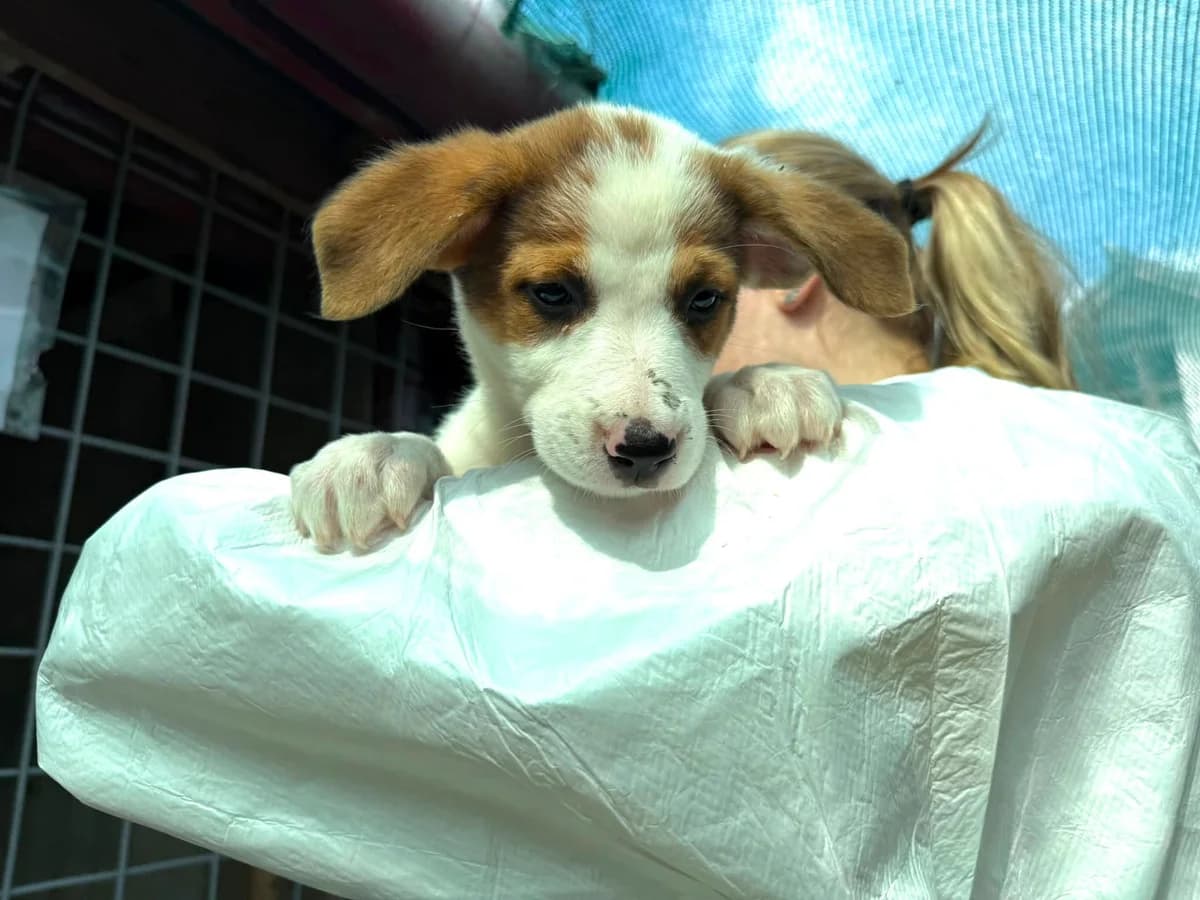 Sanni, weiß female puppy Mixed Breed for adoption at Ein Herz für Streuner e.V., München