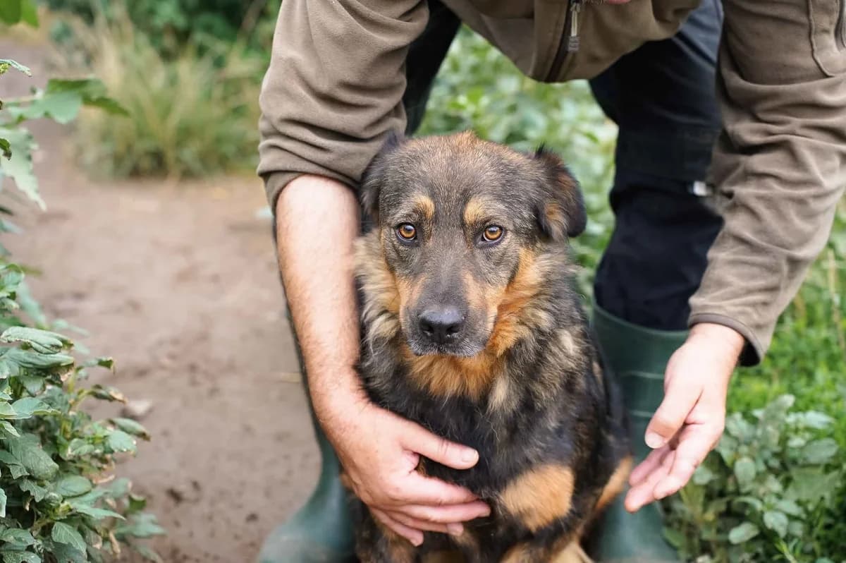 Sanny, female 4yo Mixed Breed for adoption at Ein Herz für Streuner e.V., München