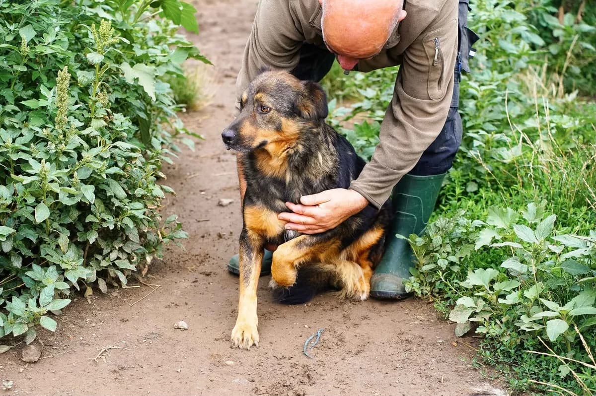 Sanny, female 4yo Mixed Breed for adoption at Ein Herz für Streuner e.V., München