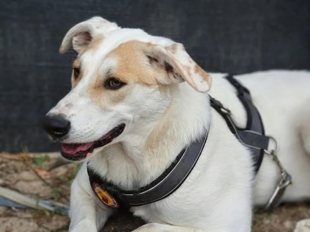 Sansa, female puppy Mixed Breed for adoption at Ein Herz für Streuner e.V., München