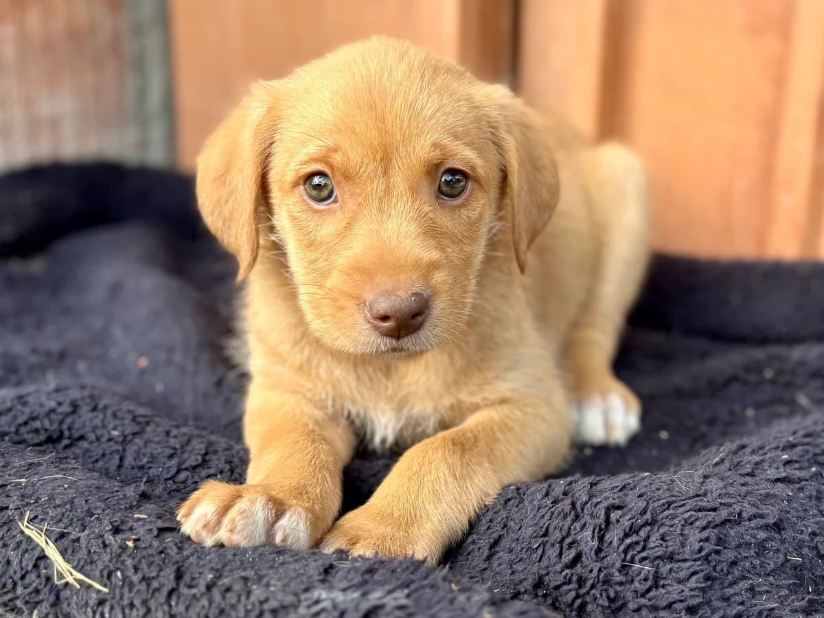 Santa, female puppy Mixed Breed for adoption at Ein Herz für Streuner e.V., München