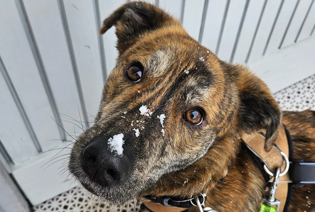 Santiago, male young Mixed Breed for adoption at Ein Herz für Streuner e.V., München