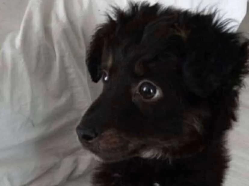 Santos, Mixed Breed for adoption at Ein Herz für Streuner e.V., München