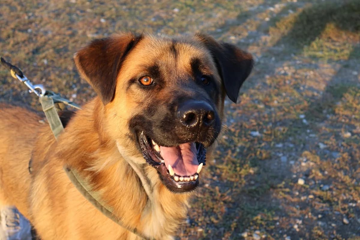 Santos, gold male 5yo Mixed Breed for adoption at Ein Herz für Streuner e.V., München