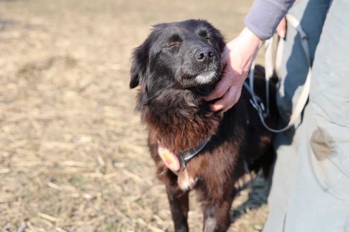 Saphira, female young Mixed Breed for adoption at Ein Herz für Streuner e.V., München