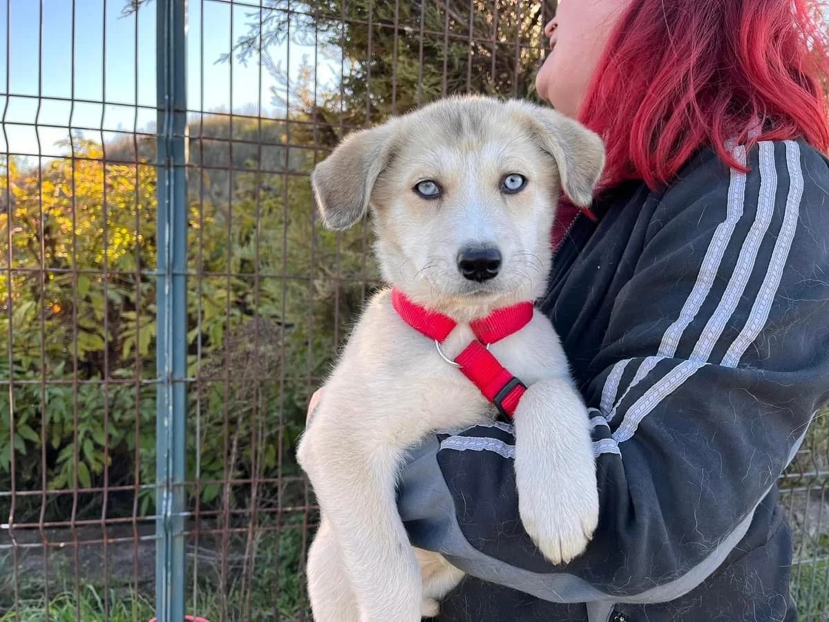 Saphira, female puppy Mixed Breed for adoption at Ein Herz für Streuner e.V., München