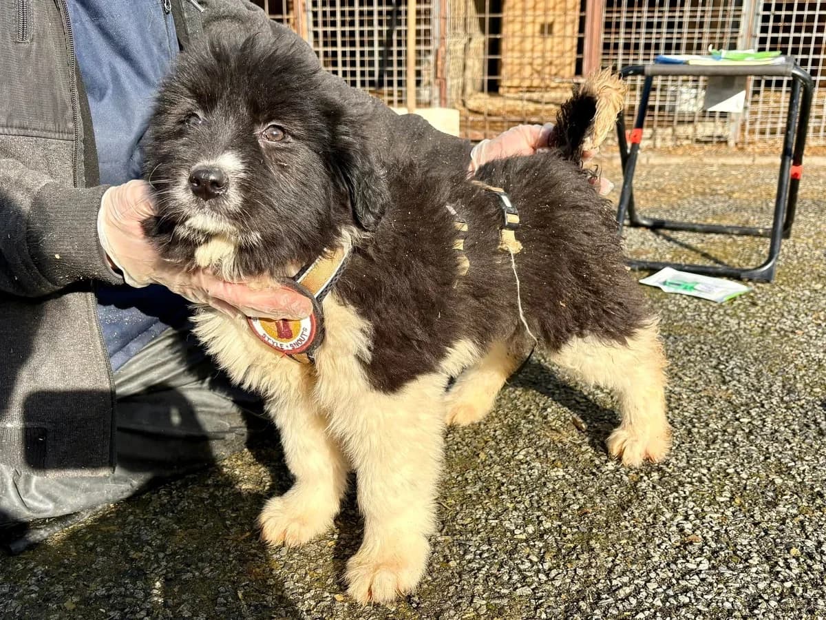 Saphira, female puppy Mixed Breed for adoption at Ein Herz für Streuner e.V., München