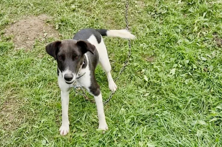 Saphira, schwarz female 5yo Mixed Breed for adoption at Ein Herz für Streuner e.V., München