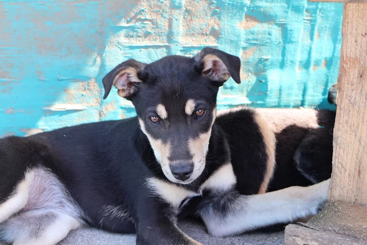 Sara, female puppy Mixed Breed for adoption at Ein Herz für Streuner e.V., München