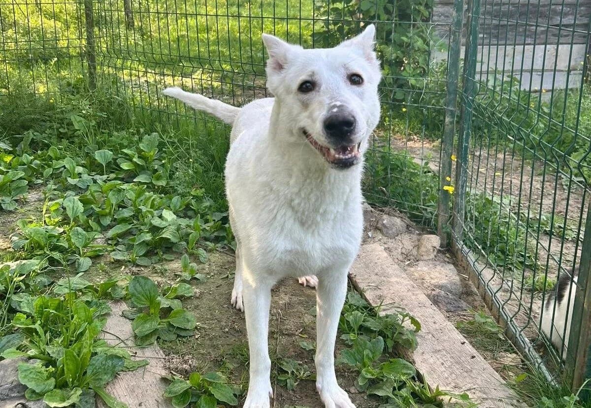 Sarabi, female 3yo Mixed Breed for adoption at Ein Herz für Streuner e.V., München