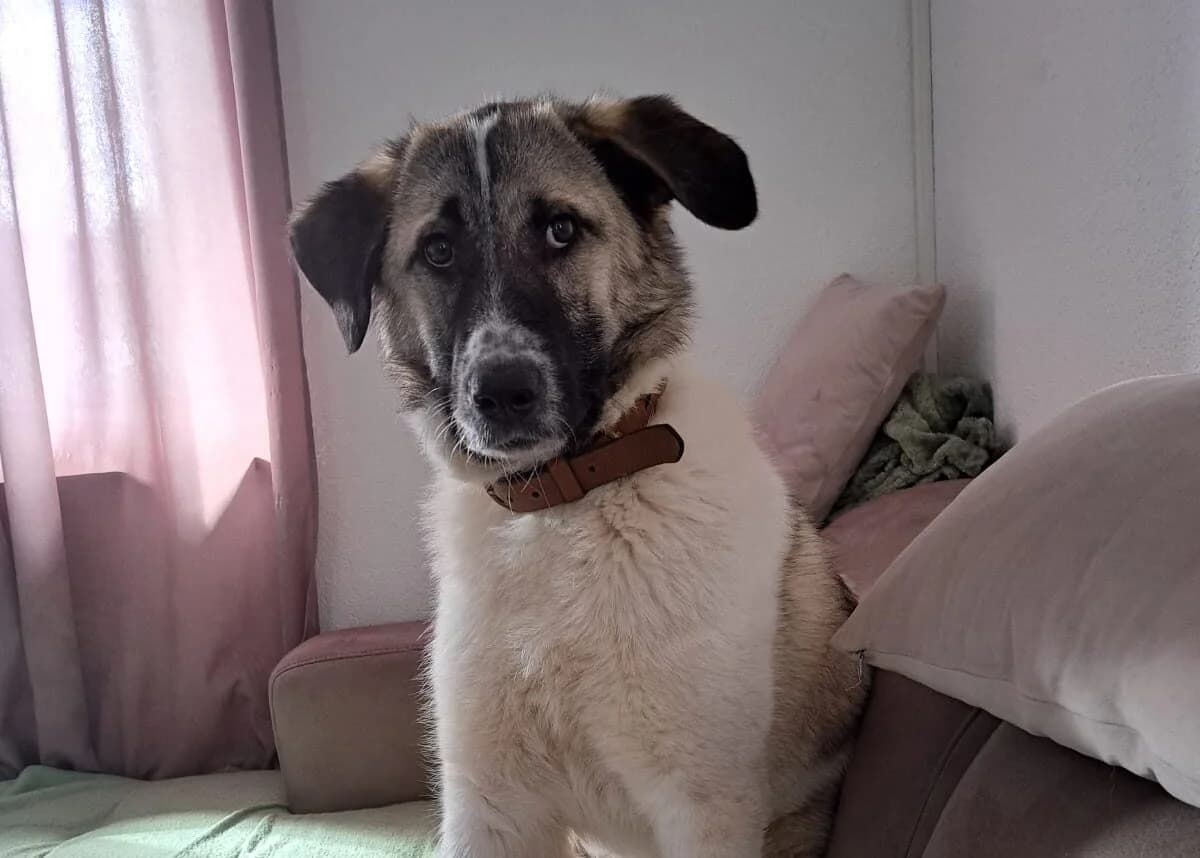 Sarafina, female young Mixed Breed for adoption at Ein Herz für Streuner e.V., München