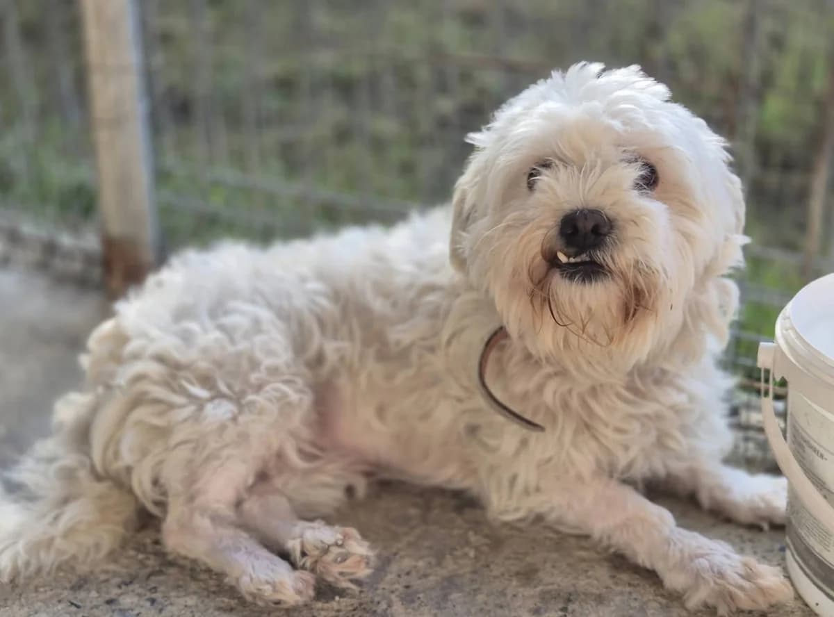 Sarah, female 6yo Mixed Breed for adoption at Ein Herz für Streuner e.V., München