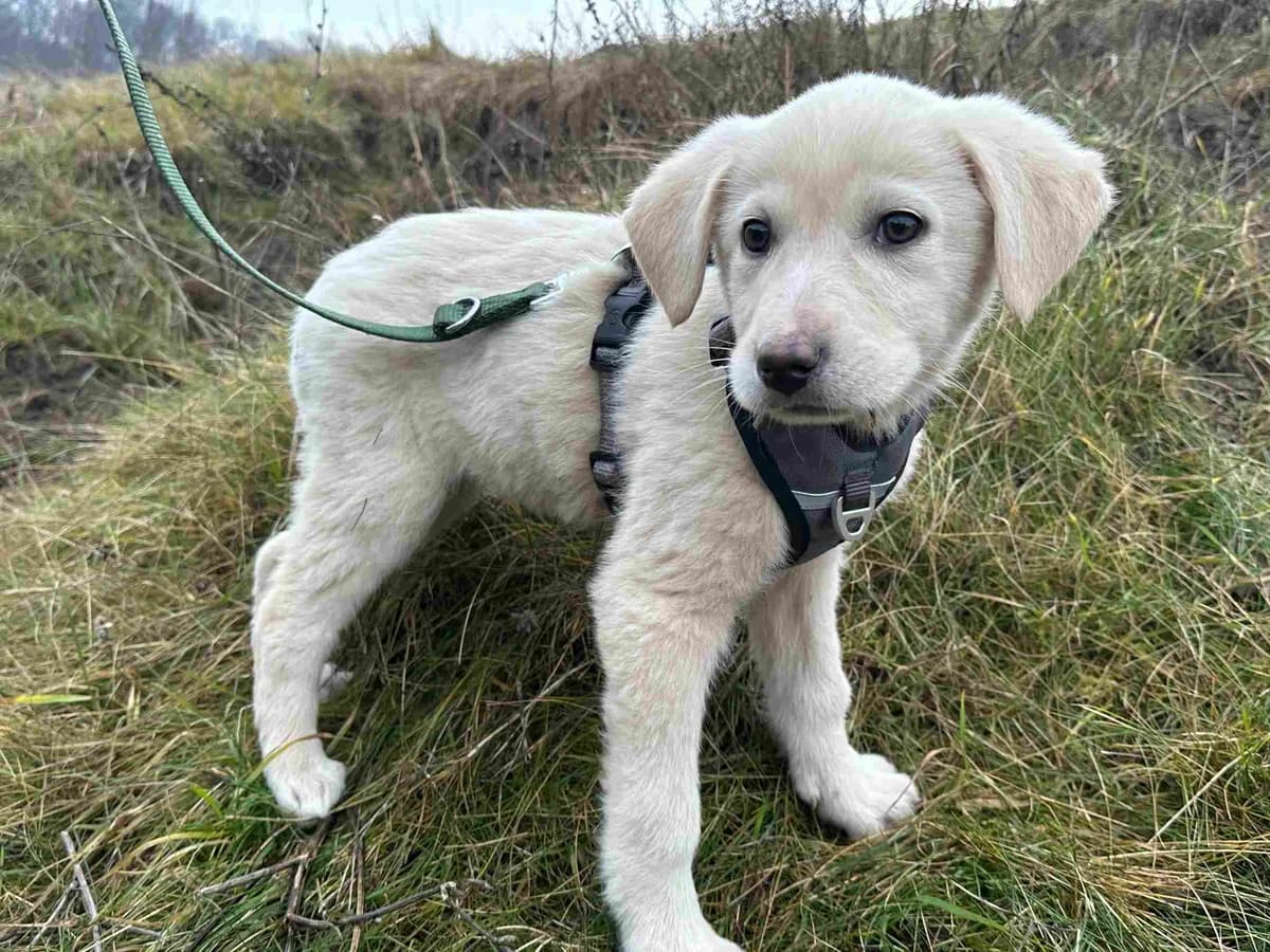 Sarbi, female puppy Mixed Breed for adoption at Ein Herz für Streuner e.V., München