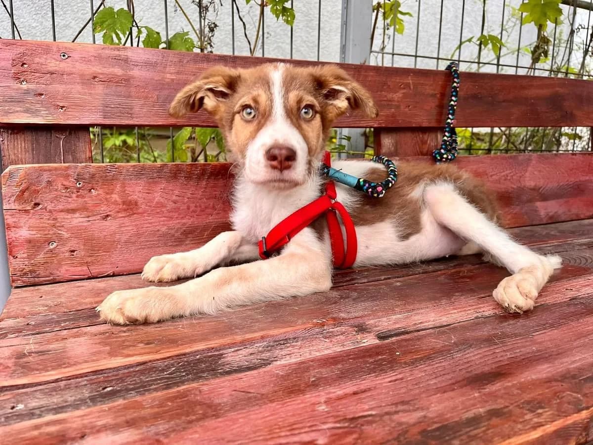 Sari, female puppy Mixed Breed for adoption at Ein Herz für Streuner e.V., München