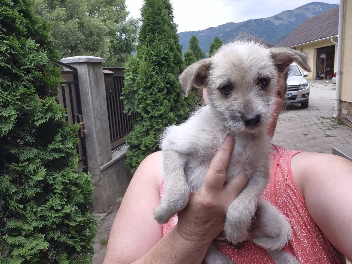 Sari, female puppy Mixed Breed for adoption at Ein Herz für Streuner e.V., München