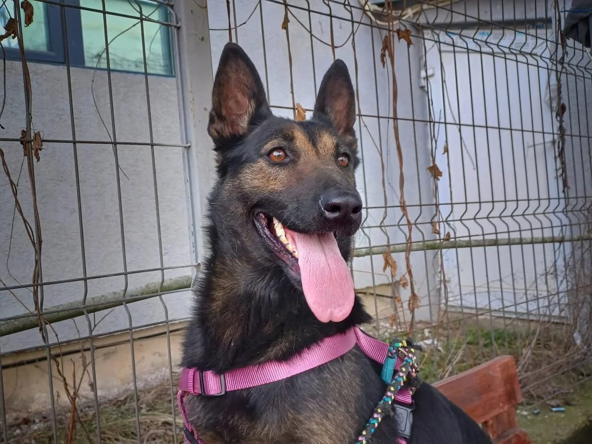 Saria, female 4yo Mixed Breed for adoption at Ein Herz für Streuner e.V., München