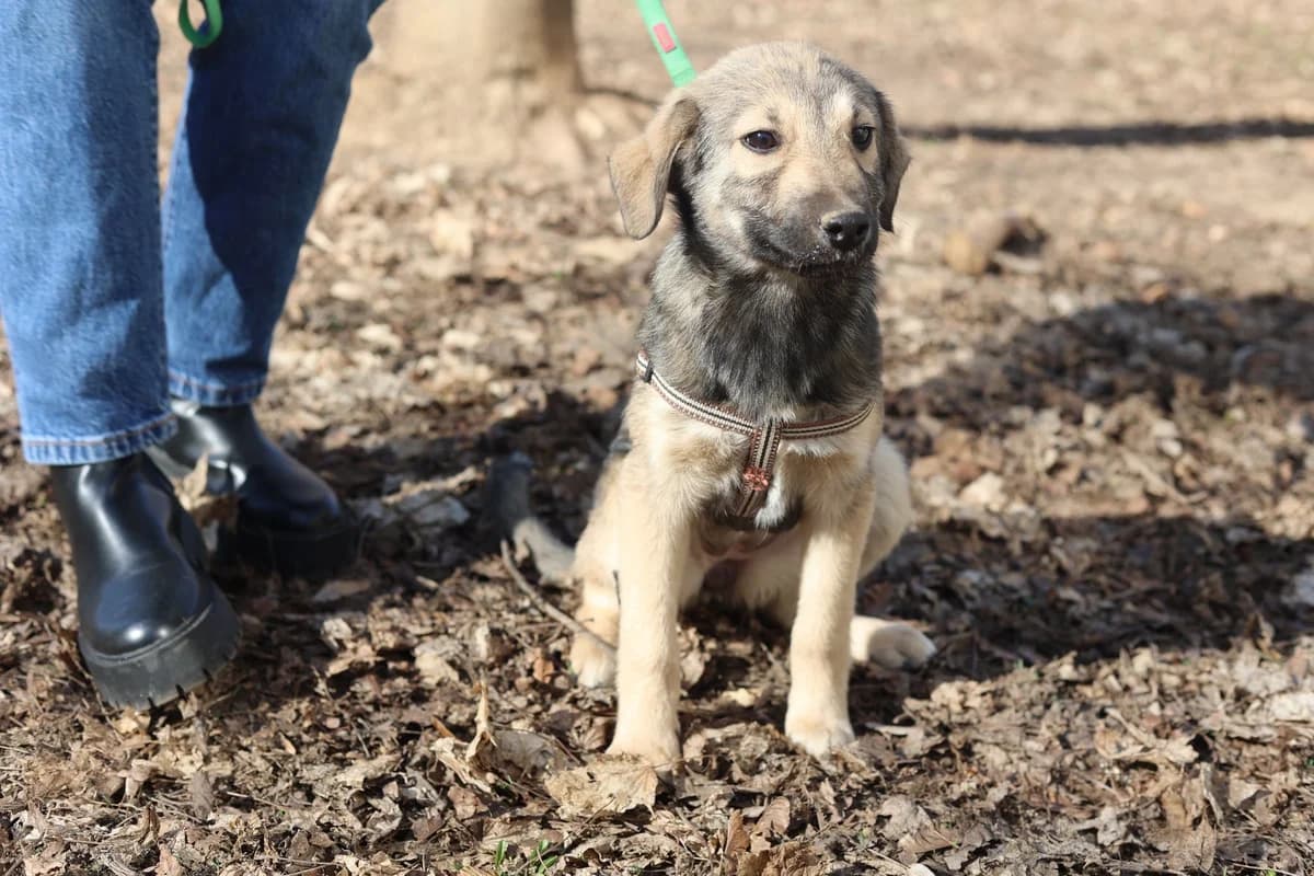 Sarina, sand female puppy Mixed Breed for adoption at Ein Herz für Streuner e.V., München