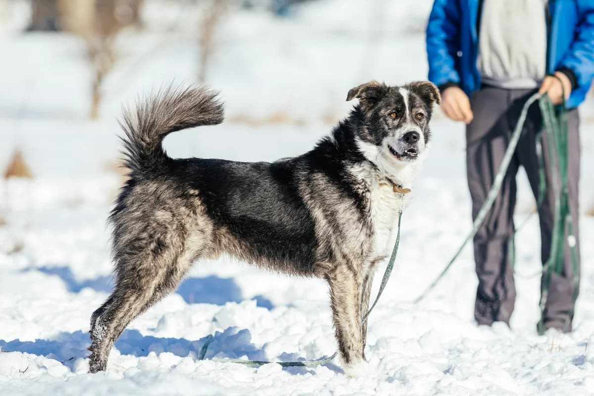 Sascha, male 5yo Mixed Breed for adoption at Ein Herz für Streuner e.V., München