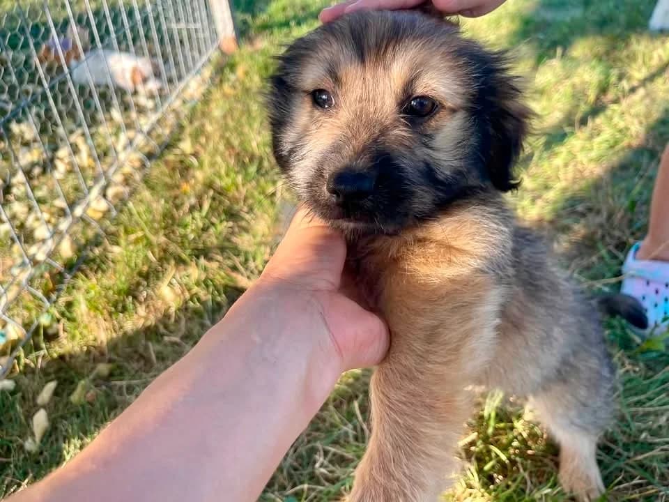 Sasha, female puppy Mixed Breed for adoption at Ein Herz für Streuner e.V., München