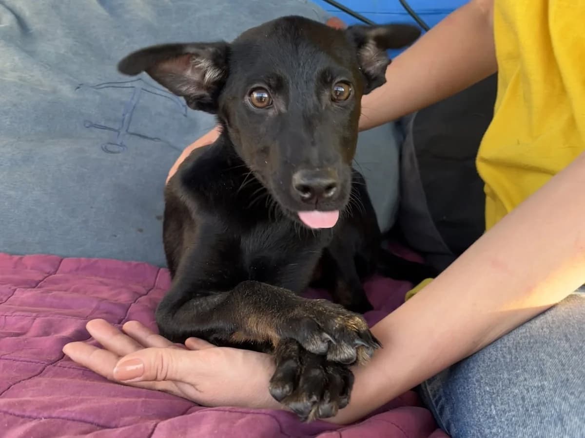 Sasha, female puppy Mixed Breed for adoption at Ein Herz für Streuner e.V., München