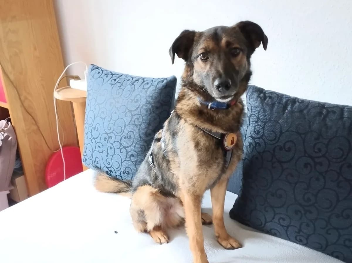 Satchmo, male 5yo Mixed Breed for adoption at Ein Herz für Streuner e.V., München