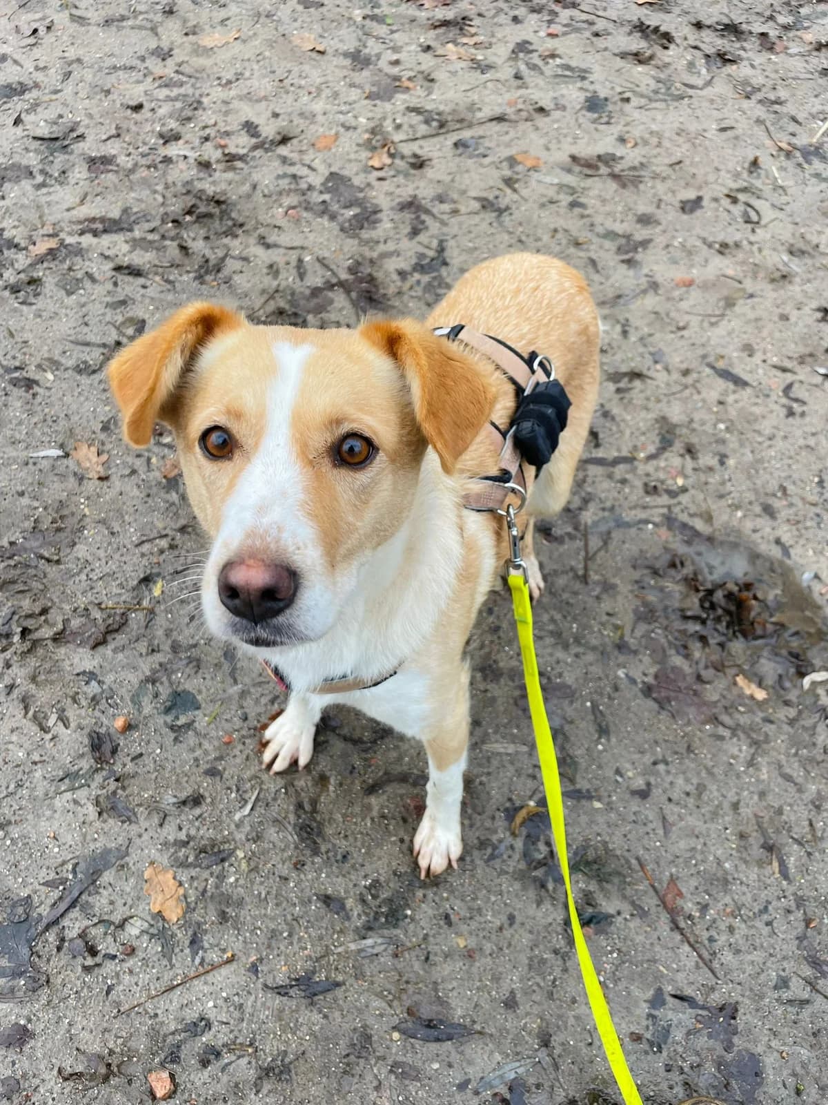 Satsuma, female 5yo Mixed Breed for adoption at Ein Herz für Streuner e.V., München