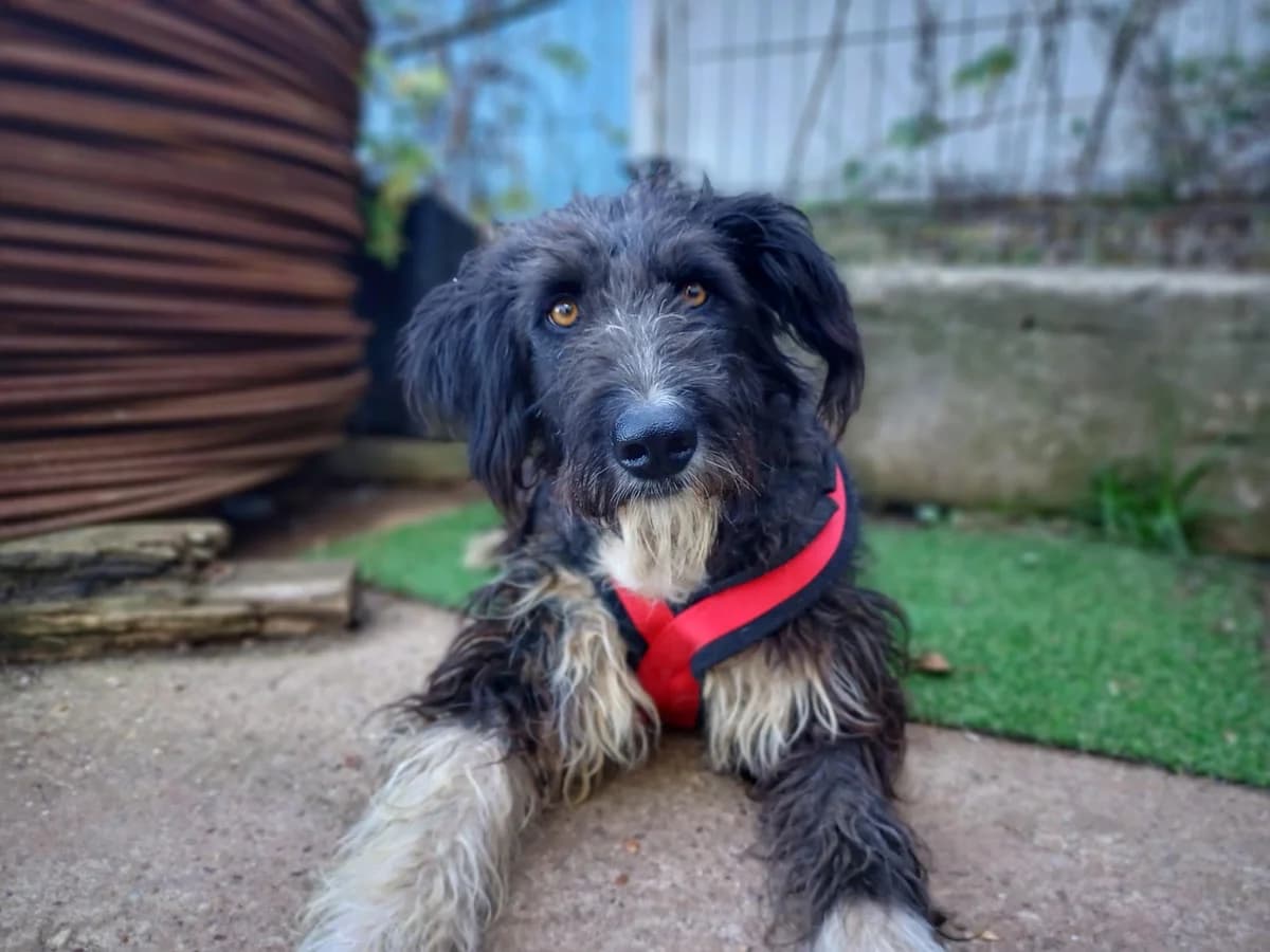 Sava, grau female 5yo Mixed Breed for adoption at Ein Herz für Streuner e.V., München