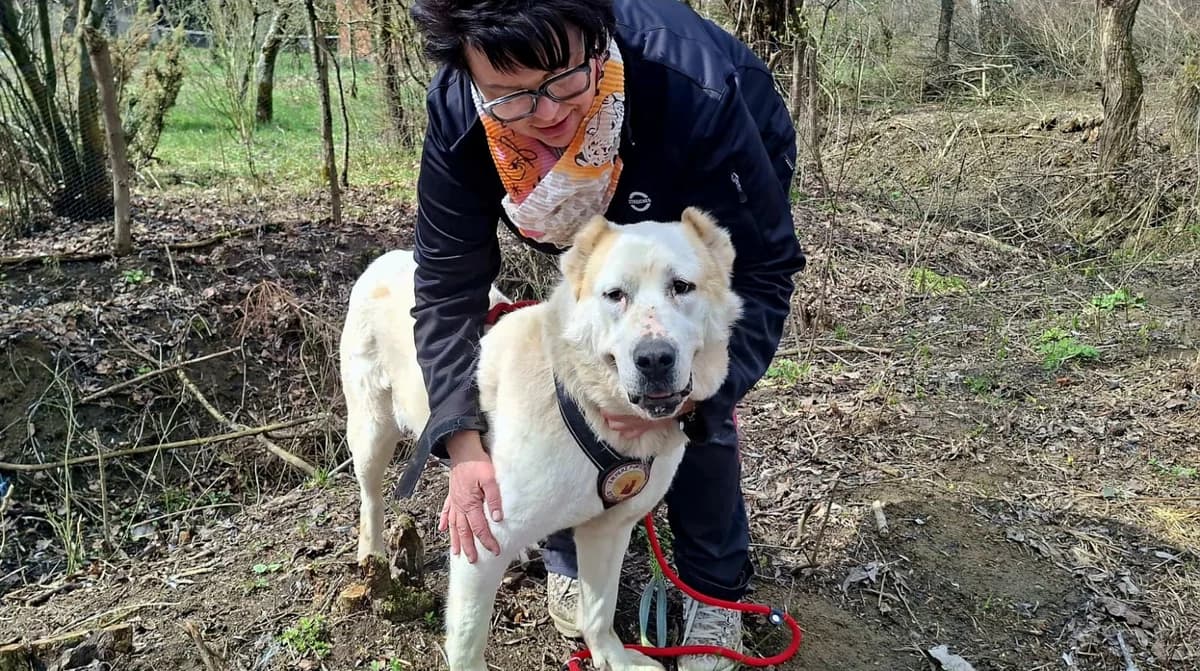 Sava, female 5yo Mixed Breed for adoption at Ein Herz für Streuner e.V., München