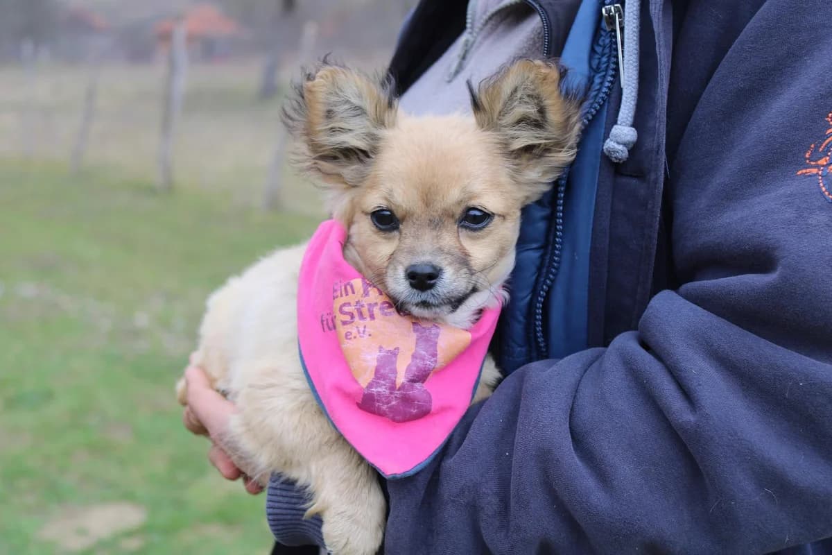 Savanna, female puppy Mixed Breed for adoption at Ein Herz für Streuner e.V., München