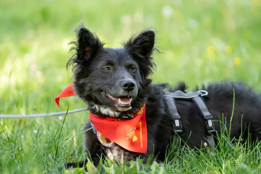 Sayana, weiß female 5yo Mixed Breed for adoption at Ein Herz für Streuner e.V., München