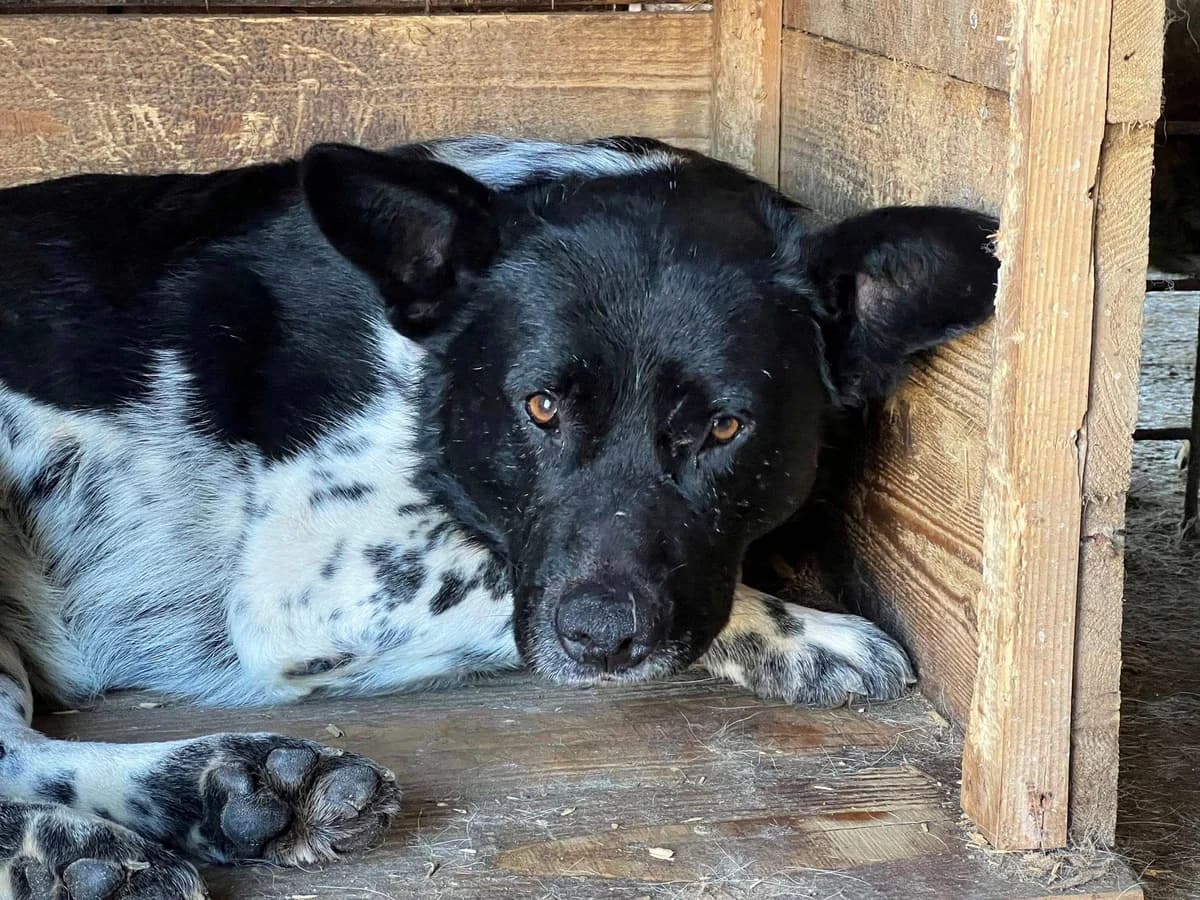 Sayo, male 7yo Mixed Breed for adoption at Ein Herz für Streuner e.V., München
