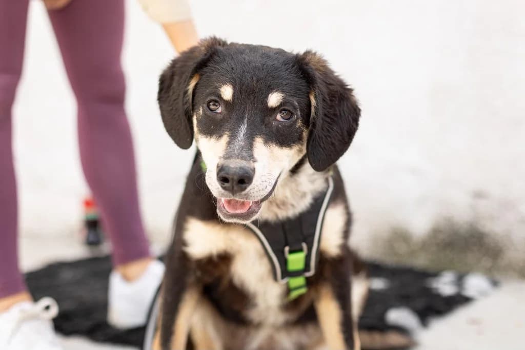 Scarlett, female puppy Mixed Breed for adoption at Ein Herz für Streuner e.V., München