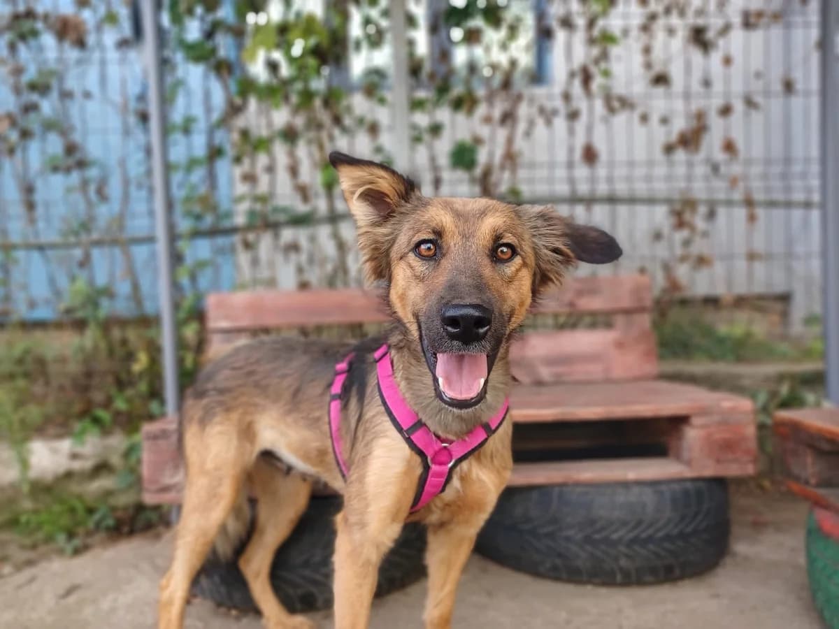 Scarlett, female 5yo Mixed Breed for adoption at Ein Herz für Streuner e.V., München