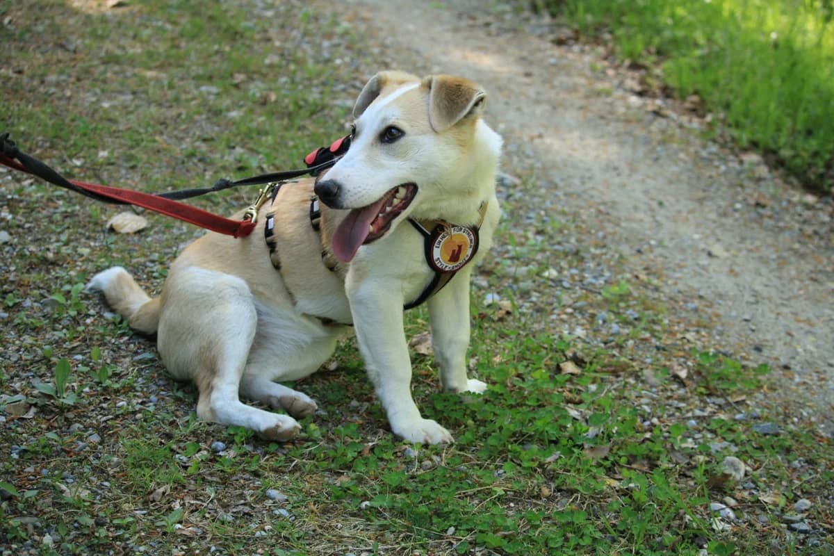Schatzl, female puppy Mixed Breed for adoption at Ein Herz für Streuner e.V., München