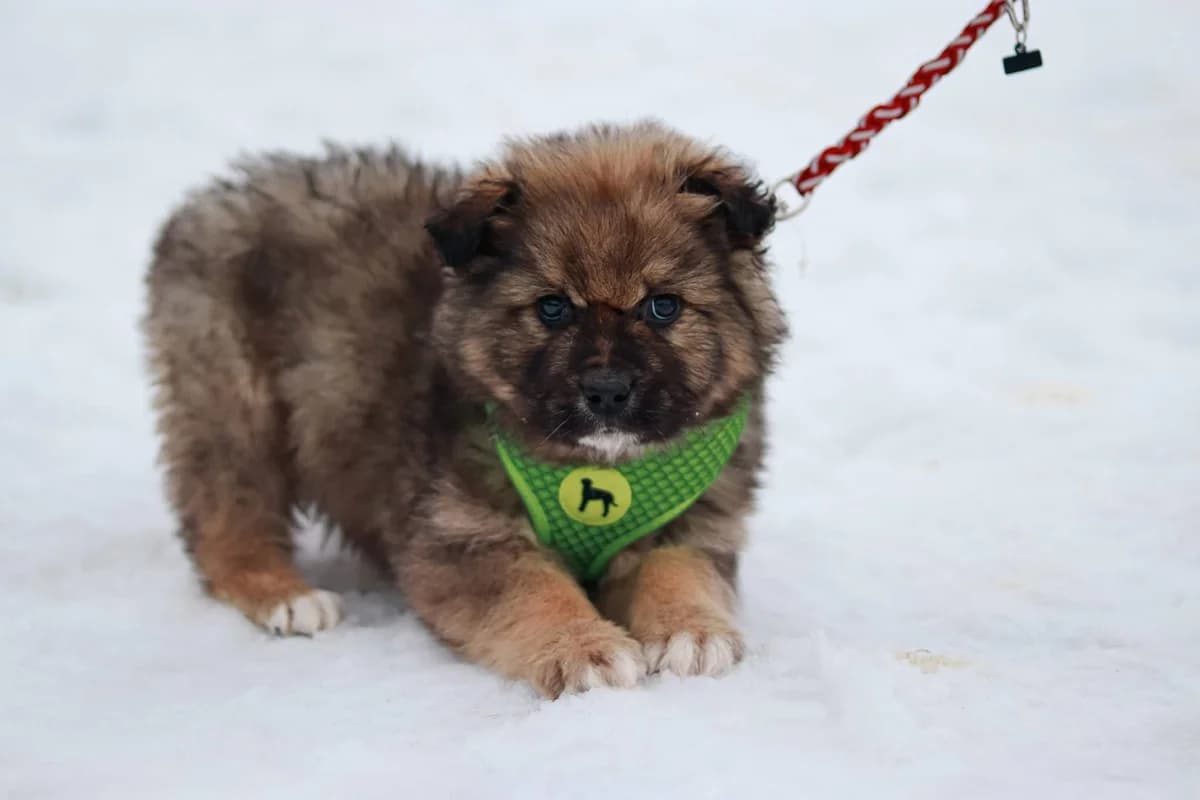 Schelm, braun male puppy Mixed Breed for adoption at Ein Herz für Streuner e.V., München