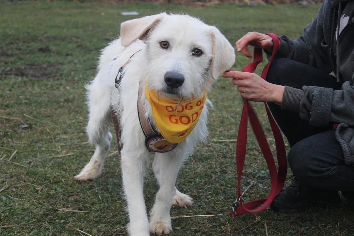 Schmitti, male 5yo Mixed Breed for adoption at Ein Herz für Streuner e.V., München