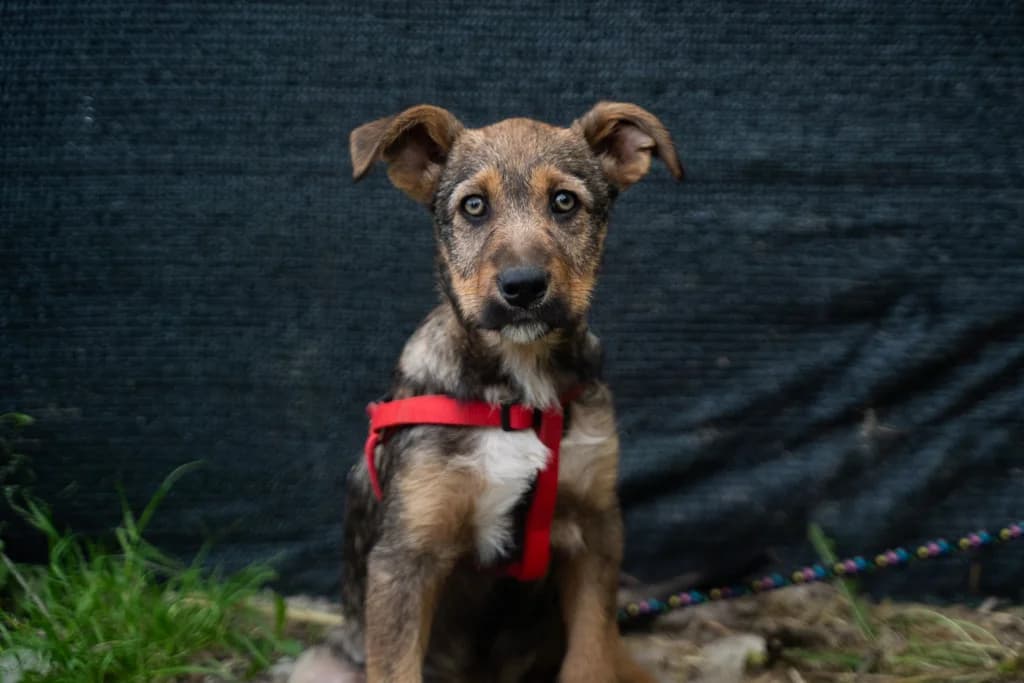 Schnauzbert, male puppy Mixed Breed for adoption at Ein Herz für Streuner e.V., München